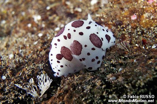 Vacchetta di mare (Discodoris atromaculata)