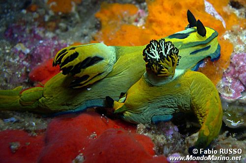 Tambja oliva (Tambja olivaria)