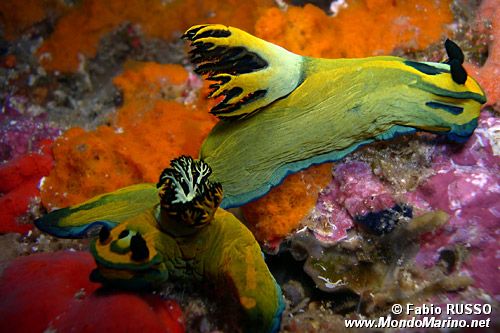 Tambja oliva (Tambja olivaria)