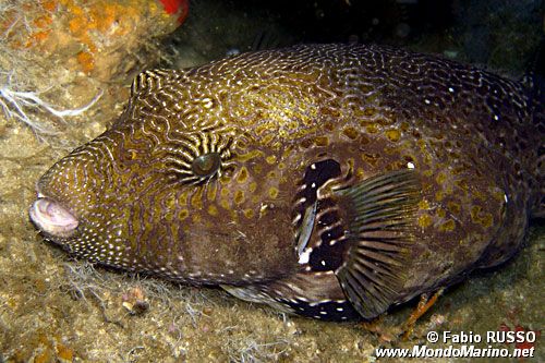 Pesce palla mappa (Arothron mappa)