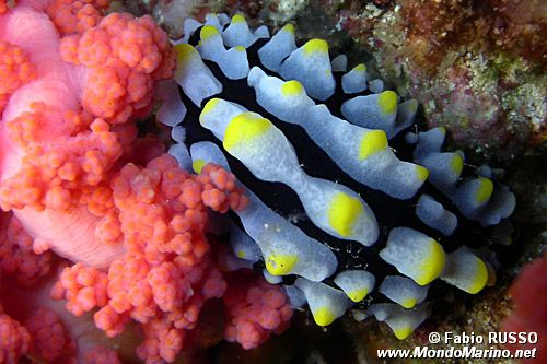 Fillidia varicosa (Phyllidia varicosa)