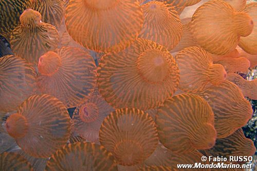 Attinia (Entacmaea quadricolor)