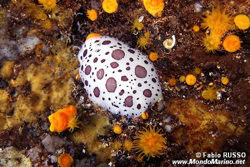 Vacchetta di mare (Discodoris atromaculata)