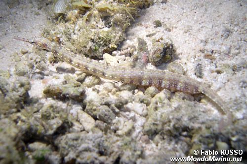 Pesce ago a punti gialli (Corythoichthys polynotatus)