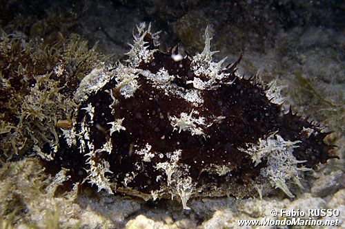 Dolabella (Dolabella auricolaria)