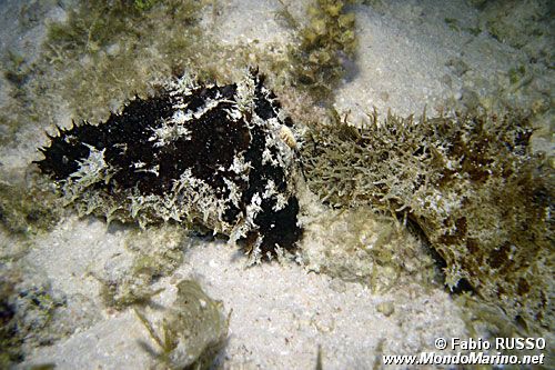 Dolabella (Dolabella auricolaria)