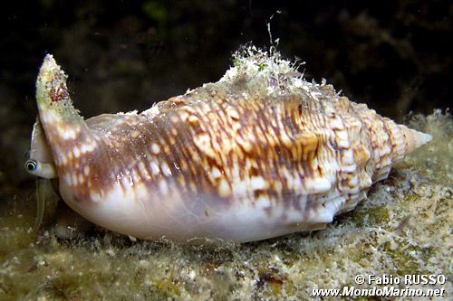 Strombo (Strombus aurisdianae)