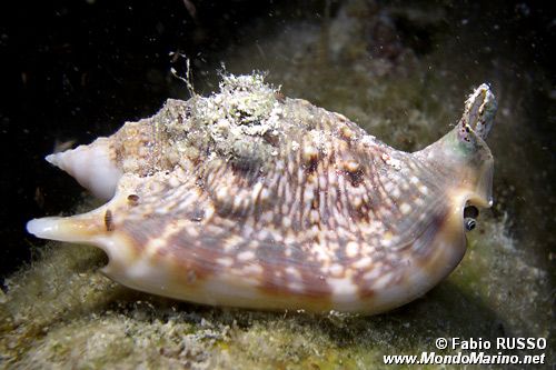 Strombo (Strombus aurisdianae)