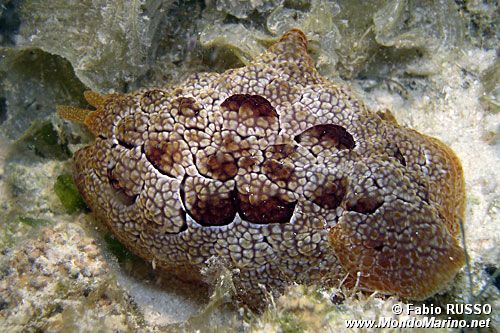 Pleurobranco di forskal (Pleurobranchus forskali)