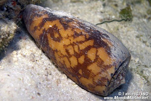 Cono striato (Conus striatus)