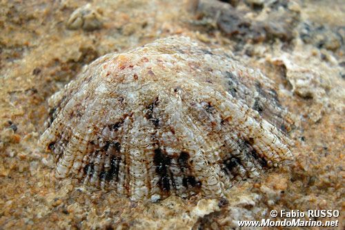 Patella (Patella caerulea)
