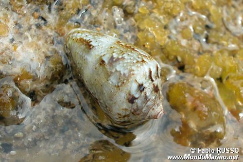 Cono mediterraneo (Conus mediterraneus)