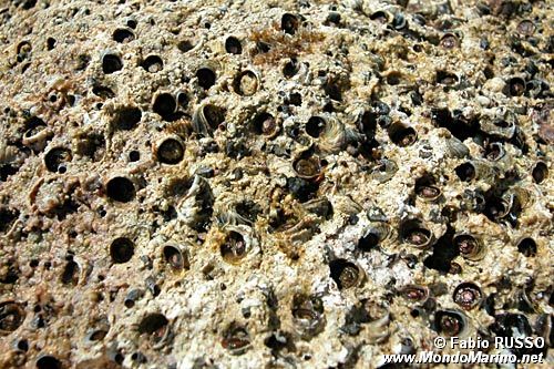 Vermeto del marciapiede (Dendropoma petraeum)