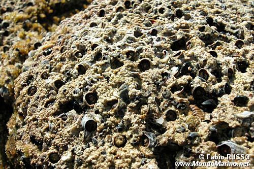 Vermeto del marciapiede (Dendropoma petraeum)