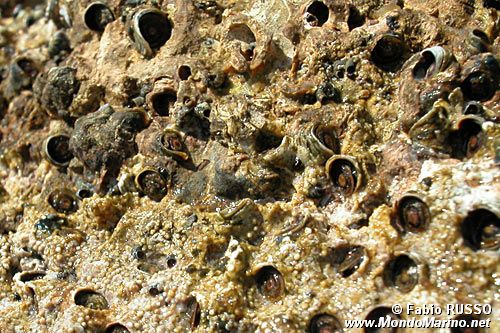 Vermeto del marciapiede (Dendropoma petraeum)