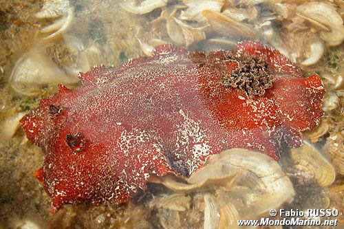 Doride argo (Platydoris argo)