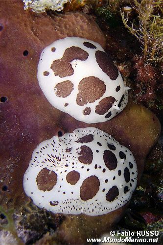 Vacchetta di mare (Discodoris atromaculata)