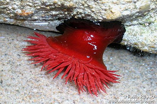Pomodoro di mare (Actinia equina)