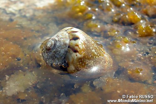 Cono mediterraneo (Conus mediterraneus)