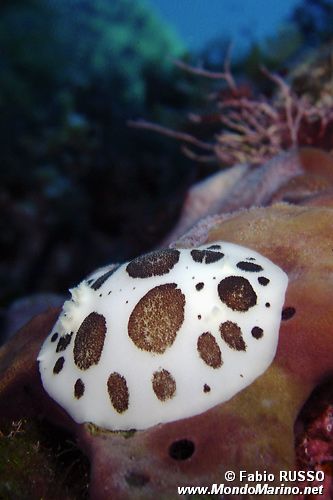 Vacchetta di mare (Discodoris atromaculata)