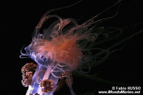 Attinia alice (Alicia mirabilis)