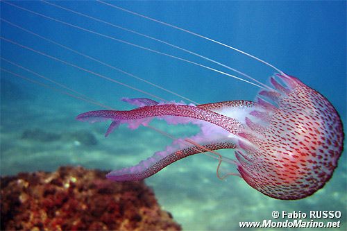 Medusa luminosa (Pelagia noctiluca)