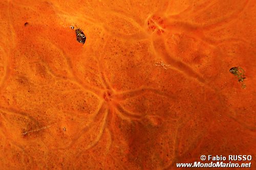 Spugna rossa (Spirastrella cunctatrix)