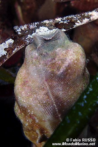 Briozoo incrostante (Membranipora membranacea)