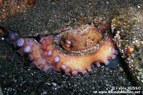 Polpo comune (Octopus vulgaris)