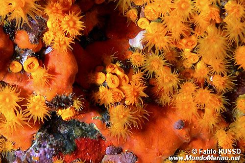 Madrepora arancione (Astroides calycularis)