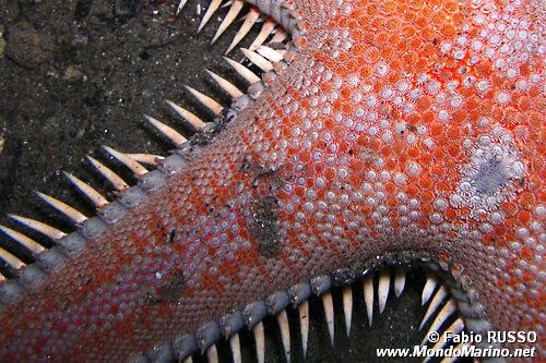 Stella pettine maggiore (Astropecten aranciacus)