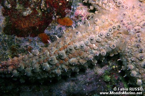 Martasteria (Marthasterias glacialis)