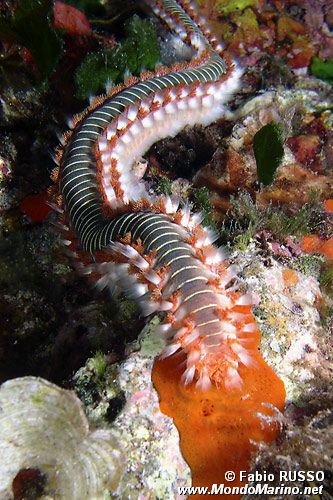 Vermocane (Hermodice carunculata)