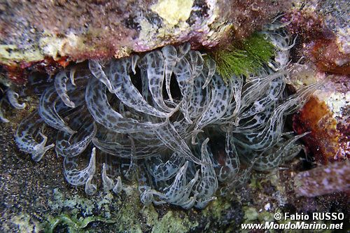 Anemone bruno (Aiptasia mutabilis)