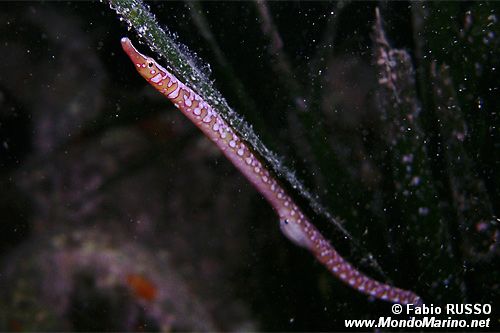 Pesce ago macchiato (Nerophis maculatus)