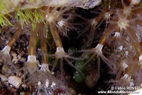 Arenicola (N.d. n.d.)