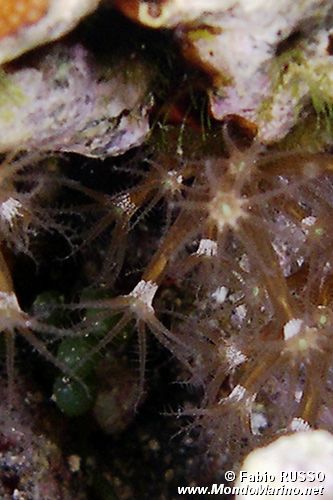 Arenicola (N.d. n.d.)