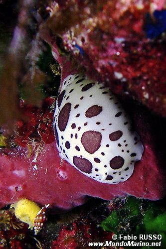 Vacchetta di mare (Discodoris atromaculata)