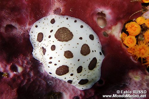 Vacchetta di mare (Discodoris atromaculata)