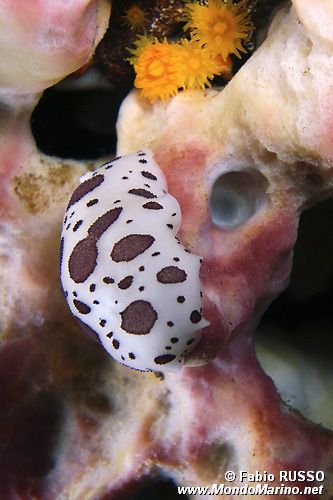 Vacchetta di mare (Discodoris atromaculata)