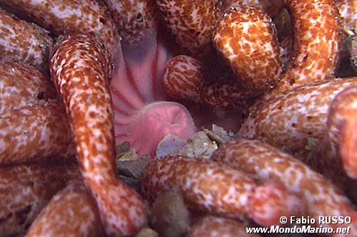 Peachia (Anemonactis mazeli)