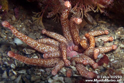 Peachia (Anemonactis mazeli)