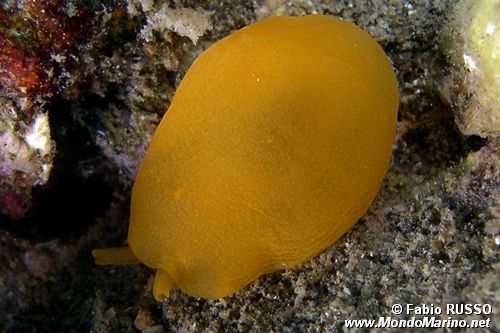 Bertella arancione (Berthella aurantiaca)