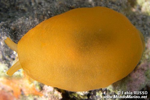 Bertella arancione (Berthella aurantiaca)