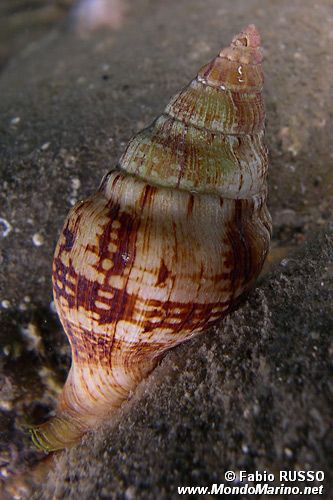 Buccino comune (Buccinulum corneum)