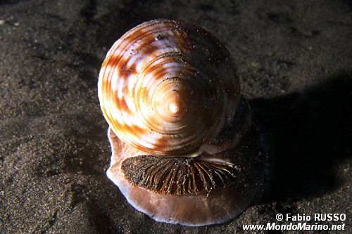 Casside (Phalium granulatum)