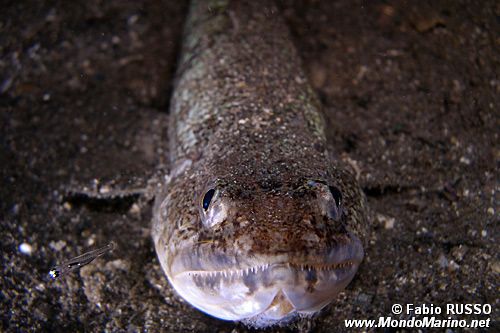 Pesce lucertola (Synodus saurus)