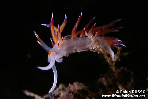 Cratena (Cratena peregrina)