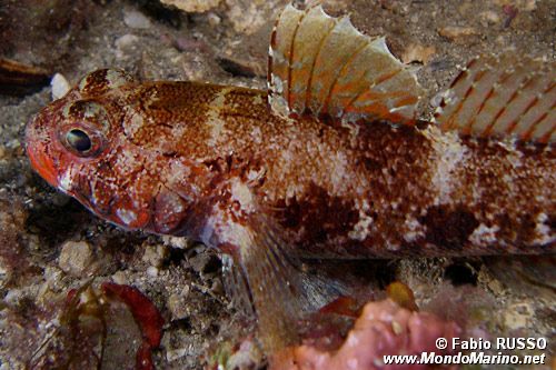 Ghiozzo boccarossa (Gobius cruentatus)
