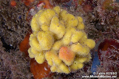 Spugna corna di daino (Axinella damicornis)